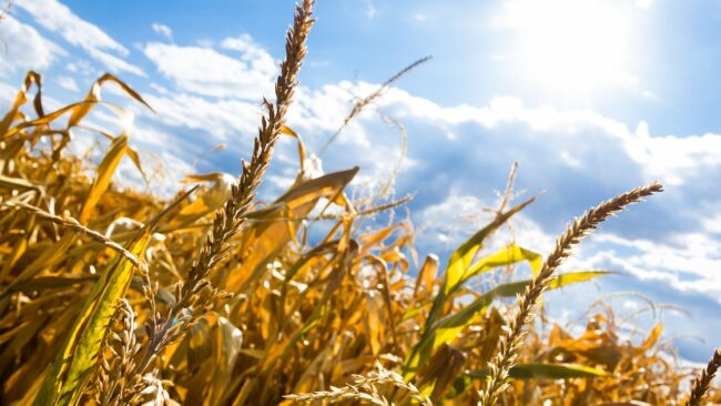 la sequía afecta directamente la agricultura y alimentación global